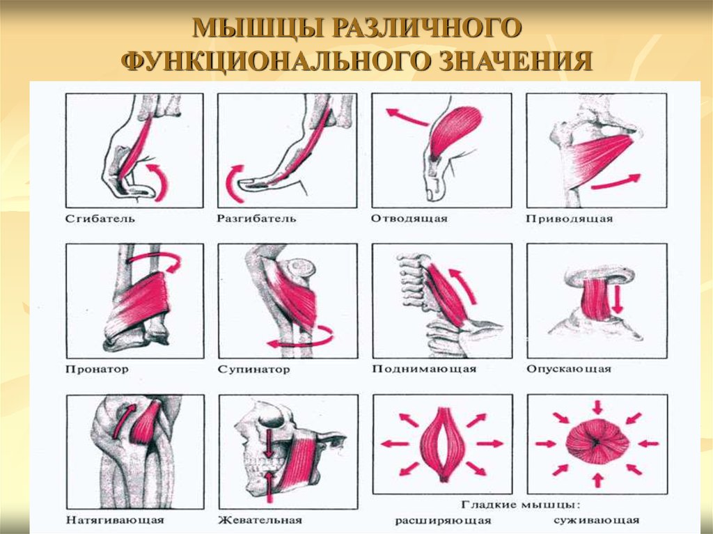 Функции мышц схема