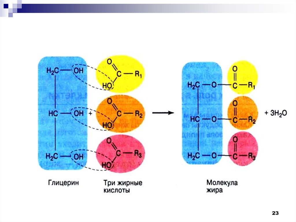 Схема образования молекулы жира