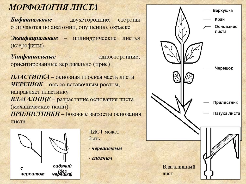 Морфологическое строение. Морфология листа прилистники. Морфология листовой пластинки черешка прилистников. Морфология черешка листа. Морфология листа простые листья.