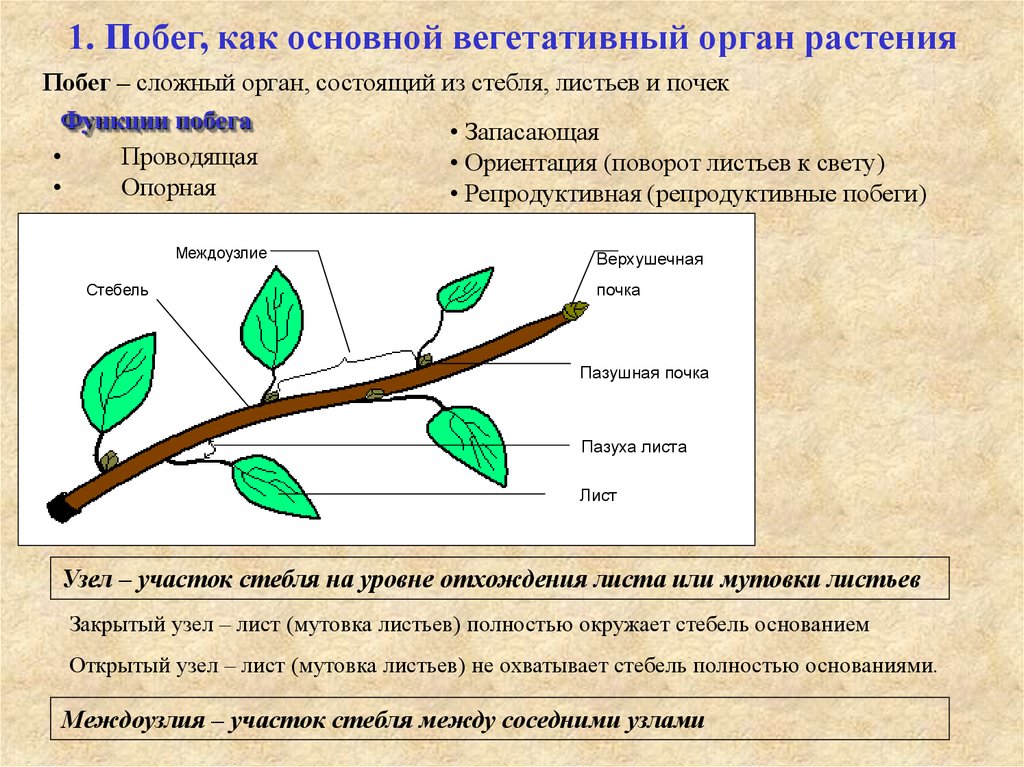 Цель побега. Функции главных органов растения почка. Функции вегетативного побега. Побег и почки( части побега) биология. Характеристика побега, строение почки.