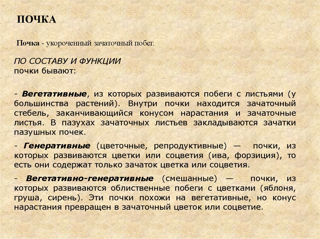 Почки состав слово. Функции почек растений. Основные функции почек растения. Основная функция почки растений. Значение почек растений.