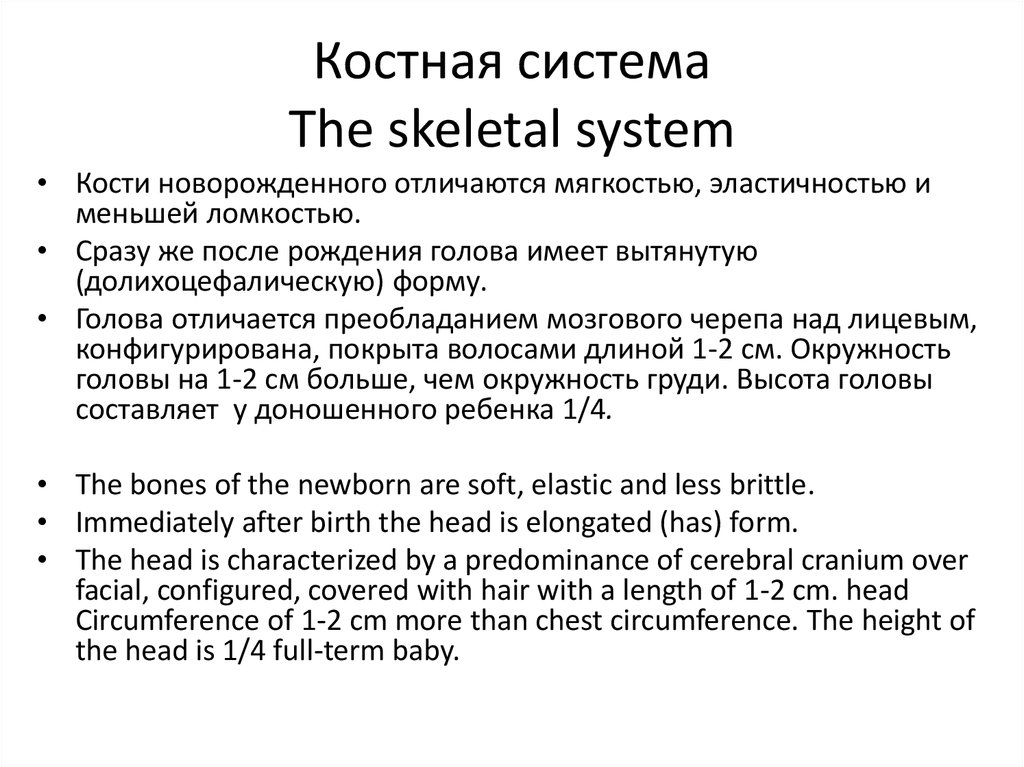 Костная система The skeletal system