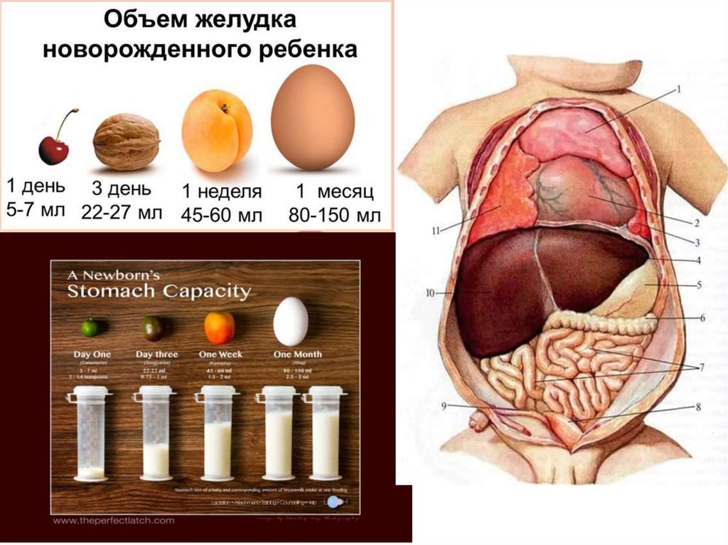 Желудок новорожденного. Объем желудка у детей. Размеры желудка у новорожденного ребенка. Размер желудка у месячного ребенка.