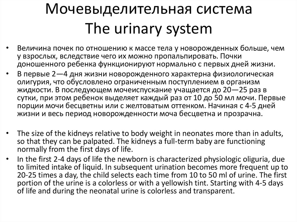 Мочевыделительная система The urinary system