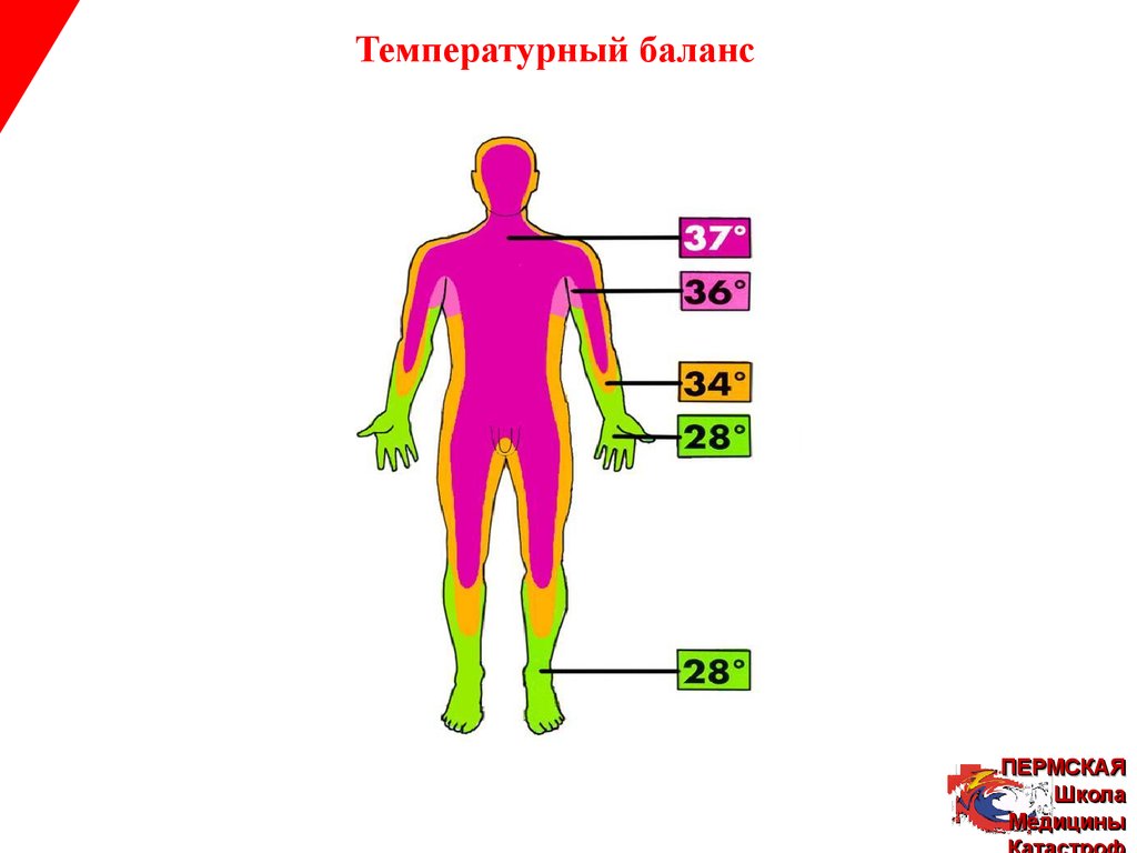 Терморегуляция картинки для презентации