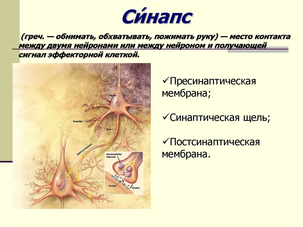 Синапс между нейронами. Место контактов между нейронов. Место контакта между двумя нейронами. Синапс между двумя нейронами. Место контакта двух нейронов.