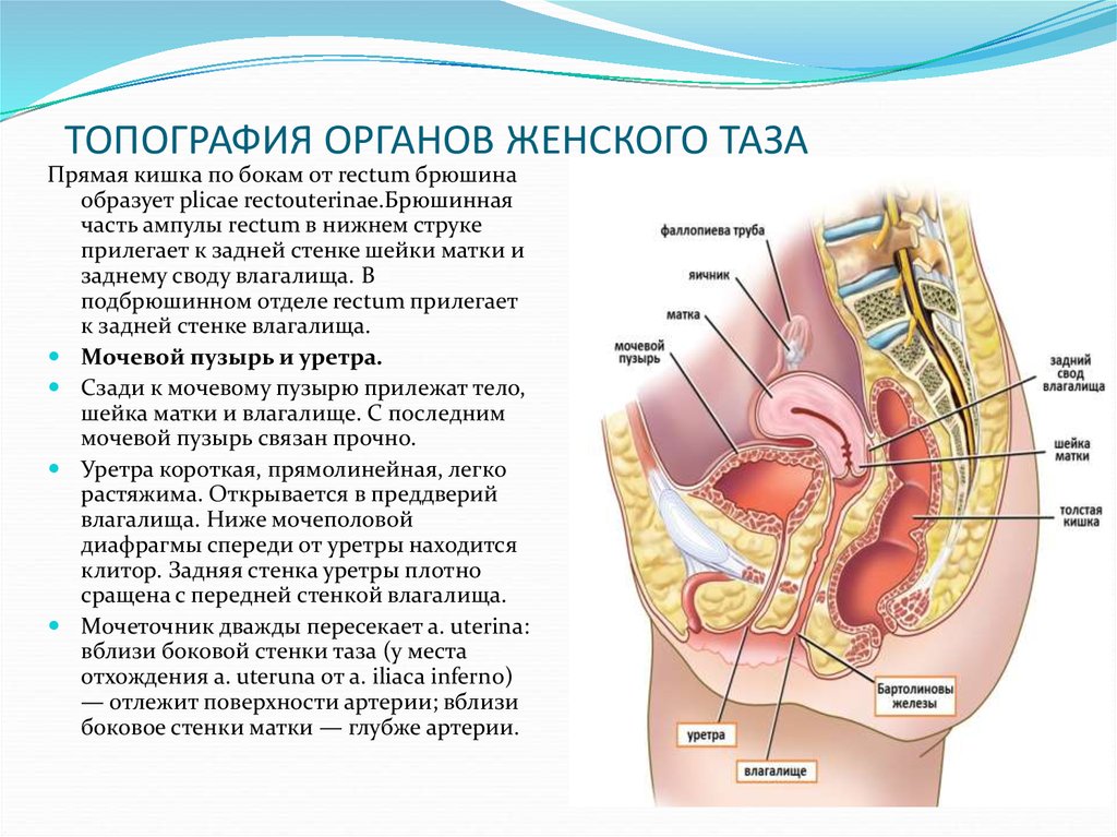 Строение органов малого таза у женщин фото схема и описание