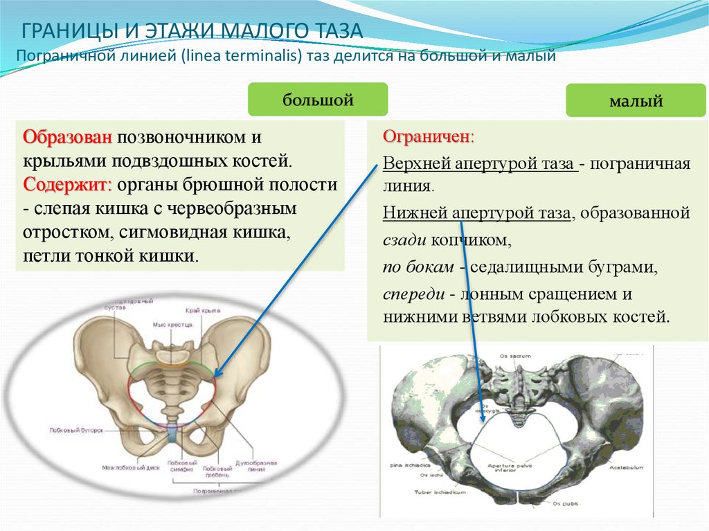 Малый таз свободная. Большой таз и малый таз анатомия. Пограничная линия таза анатомия. Большой и малый таз строение. Малый таз большой таз топографическая анатомия.