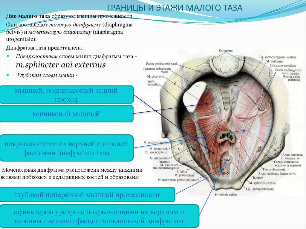 Твердо внутри. Этажи малого таза топографическая анатомия границы. Диафрагма малого таза анатомия. Топографическая анатомия мышц малого таза. Мочеполовая диафрагма топографическая анатомия.