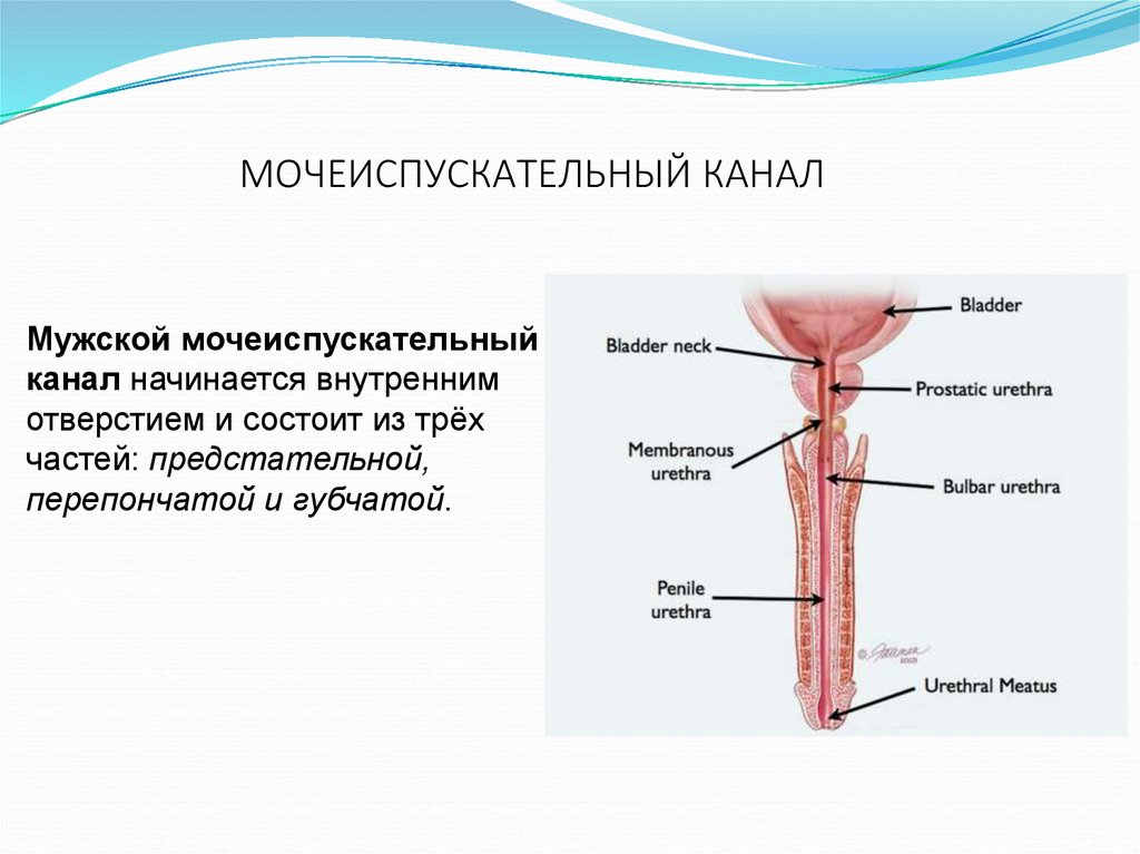 Схема мочеиспускательный канал