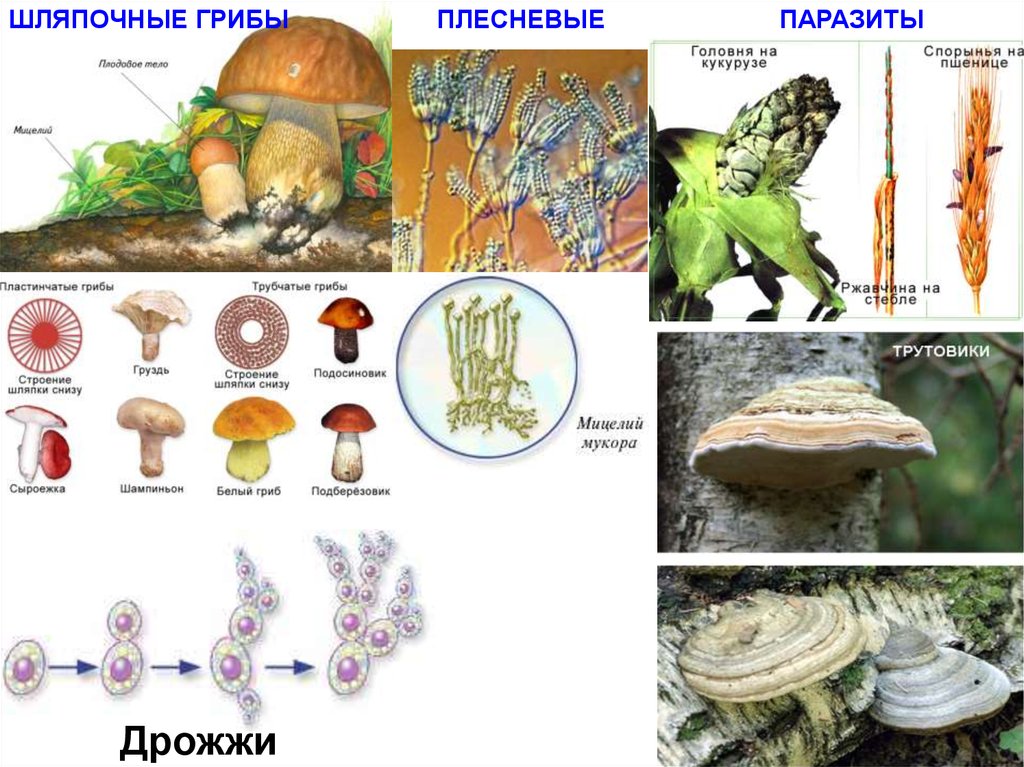 Грибы паразиты схема