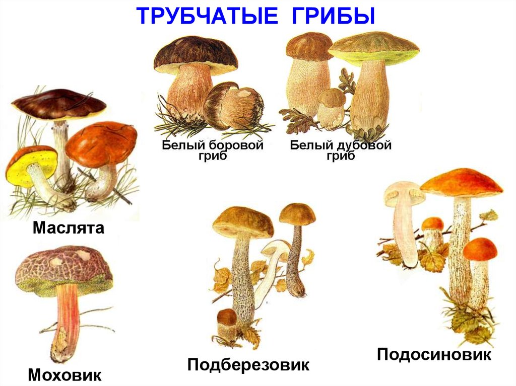 Подберезовик трубчатый или пластинчатый. Шляпочные пластинчатые грибы несъедобные. Шляпочные трубчатые грибы названия. Трубчатые грибы несъедобные трубчатые грибы. Съедобные трубчатые грибы названия.