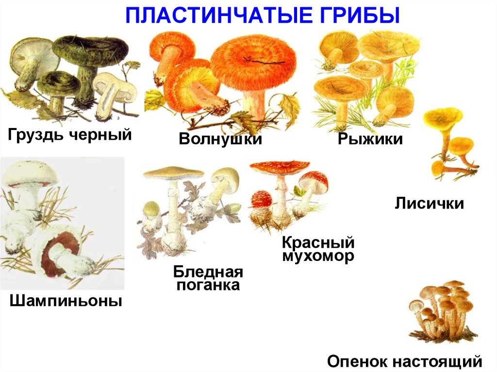 Какой тип питания характерен для шампиньона. Пластинчатые грибы Лисичка груздь. Шляпочные пластинчатые грибы съедобные. Лисички волнушки шампиньоны. Лисички грибволнушки гриб.