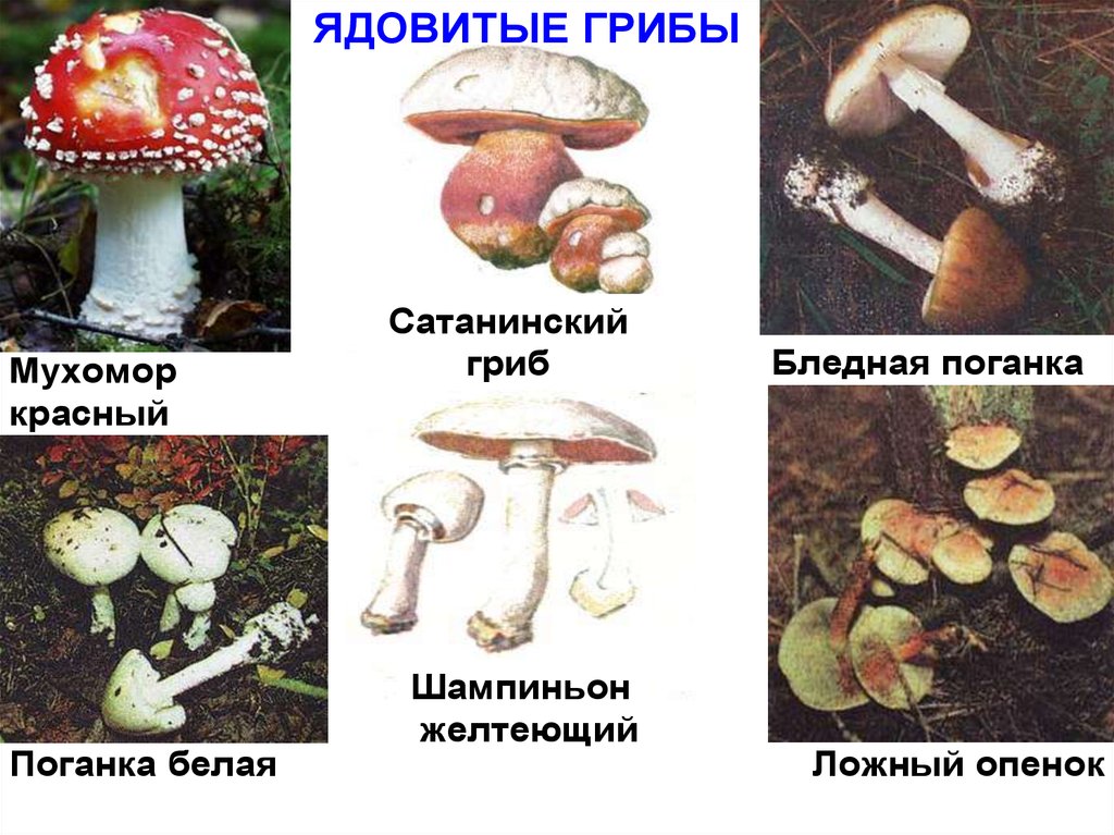 Бывают ядовитые грибы