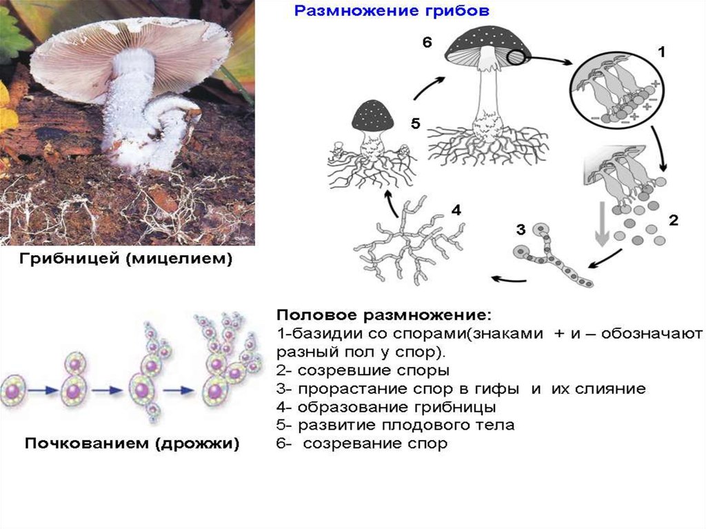 Размножение грибов мицелием. Жизненный цикл шляпочного гриба схема. Размножение шляпочного гриба схема. Размножение шляпочных грибов схема. Цикл размножения шляпочных грибов.