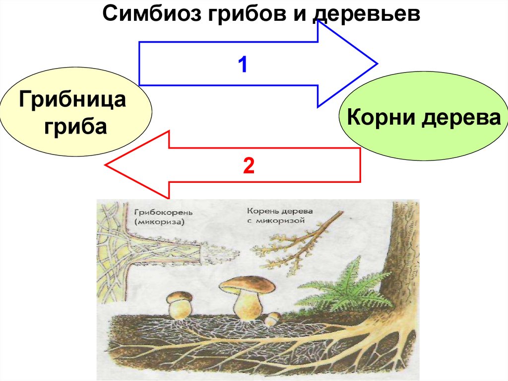 Грибница это. Шляпочные грибы симбиоз. Симбиоз гриба и дерева. Симбиоз грибов и деревьев. Симбиоз корней дерева и шляпочного гриба.