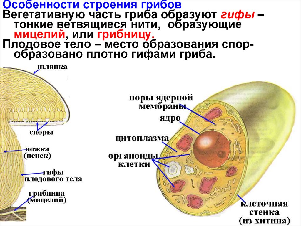 Клетки гриба не имеют ядра. Строение клетки шляпочного гриба. Особенности строения грибов. Строение грибной клетки гифа. Особенности строения клетки гриба.