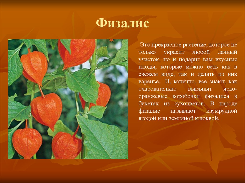 Есть ли у растений плоды. Физалис Пасленовые. Физалис плод биология. Физалис растение. Физалис описание.