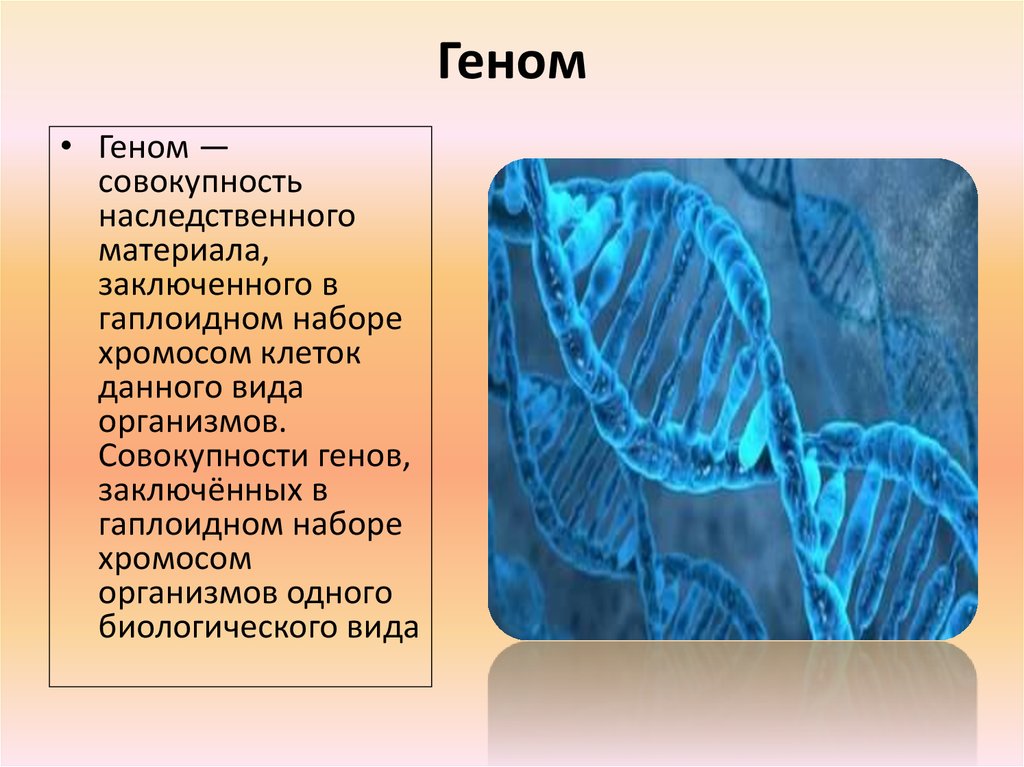 Геном человека определить. Геном определение. Геномы организмов. ДНК. Геном человека.