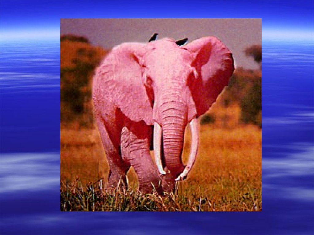 Детские песни розовый слон. Розовый Слоник. Розовые слоны. Большой розовый слон. Розовый слон животное.