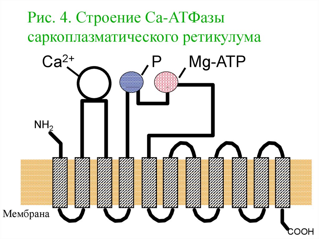 Атфаза. Кальциевый насос (са2+-АТФАЗА). Кальциевый насос (са2+-АТФАЗА) физиология. Кальций зависимая АТФАЗА. Строение АТФАЗЫ.