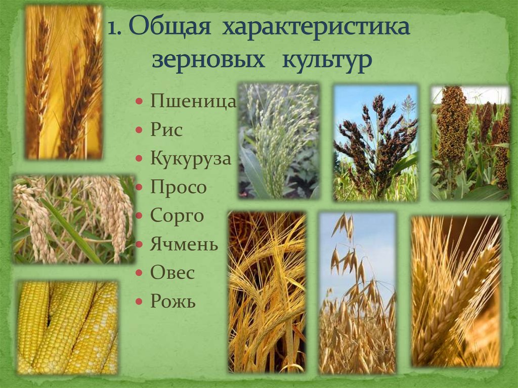 Злаковые это какие. Культурные растения: - хлебные злаки (рис, пшеница, кукуруза)......?. Пшеница ,рис, рожь,сорго,просо,овес,ячмень. Пшеница рожь овес кукуруза рис. Растения семейства злаковые пшеница.