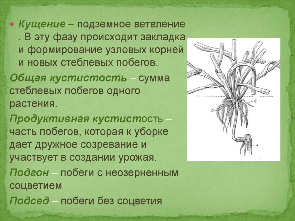 Схемы типов кущения