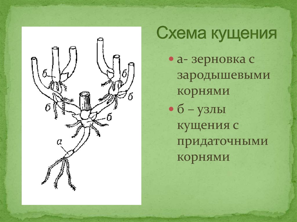 Схемы типов кущения