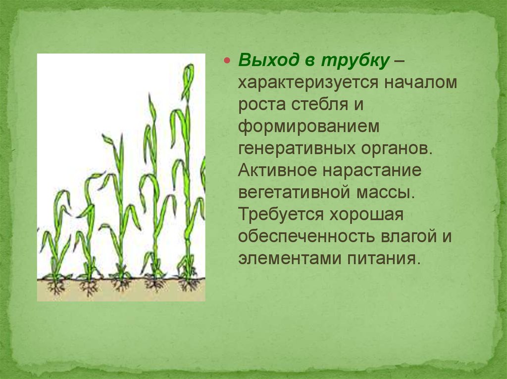 Что такое яровые культуры. Фаза выхода в трубку. Выход в трубку пшеницы. Выход в трубку Яровой пшеницы. Выход в трубку озимой.