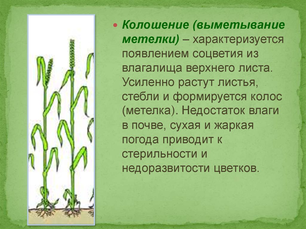 Колошение у злаковых. Колошение пшеницы. Фаза колошения. Выметывание метелки.