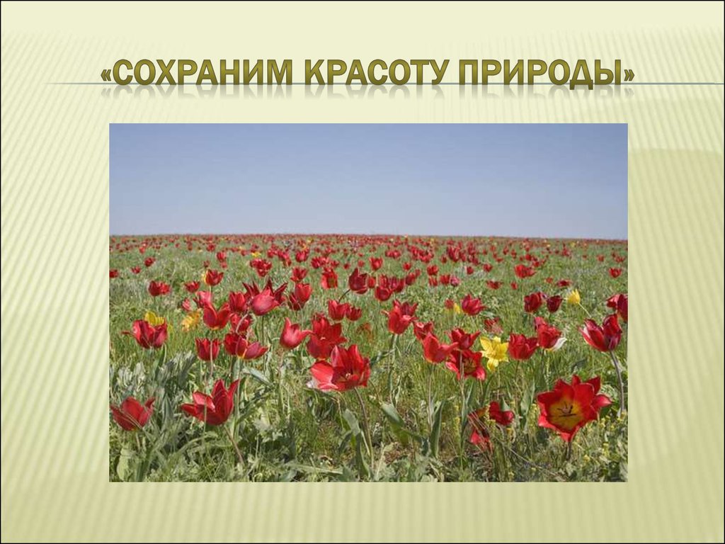 Красота растений родного края 2. Сохраним красоту природы. Проект сохраним красоту природы. Слайды на тему красота. Проект красота.