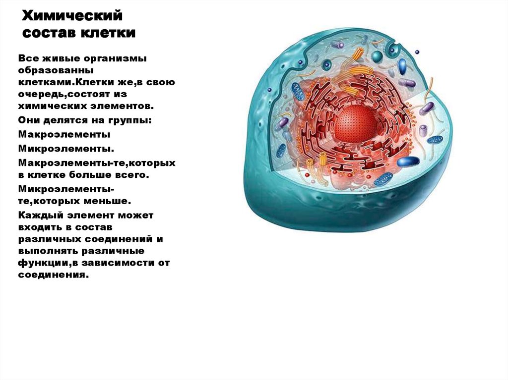 Неорганические живые клетки. Состав клетки биология 5 класс. Строение и химический состав клетки. Строение клетки и химический состав клетки 5 класс. Химический состав клетки кратко биология.
