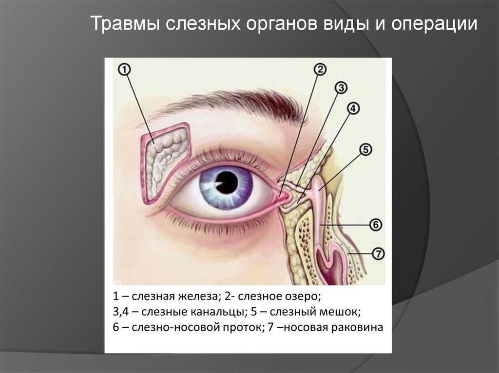 Где слезные железы. Слёзная железа анатомия. Слезный аппарат глаза анатомия. Носослезный мешок анатомия.