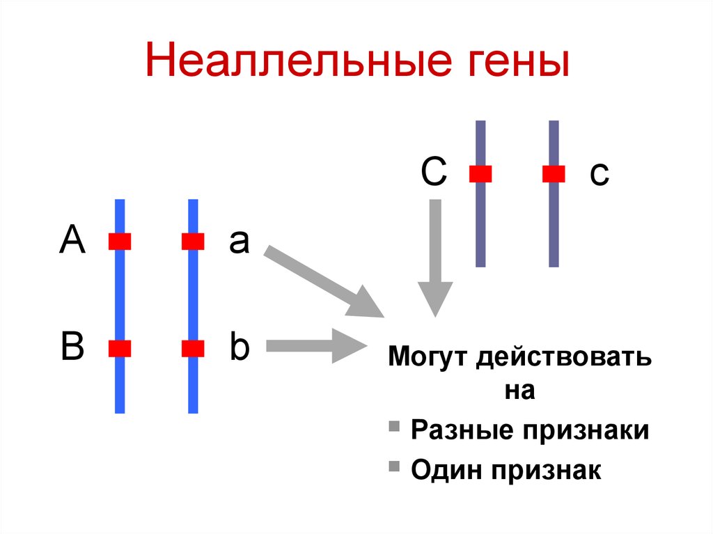 Обе пары генов расположены в разных хромосомах. Аллельные и неаллельные гены. Неаллельные гены схема. Аллейные и неаллйные гены. Хромосомы гены аллели.