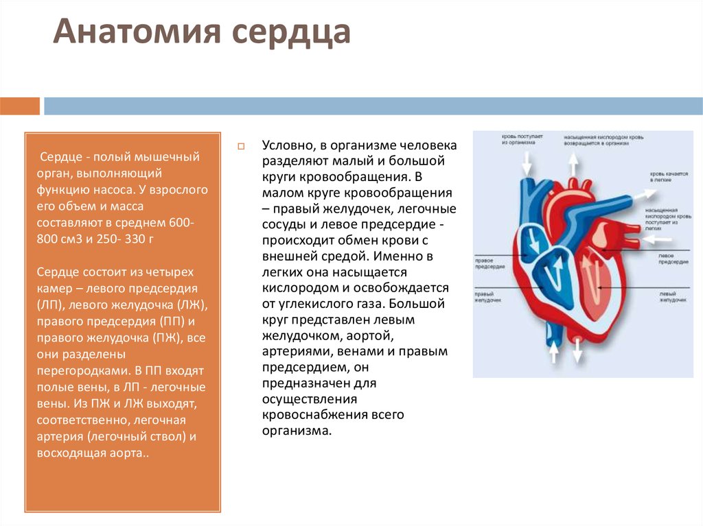 3 в левое предсердие впадают. Сердце полый мышечный орган. Сосуды входящие в предсердия. Сосуды входящие и выходящие из сердца. Входящие и выходящие сосуды сердца.