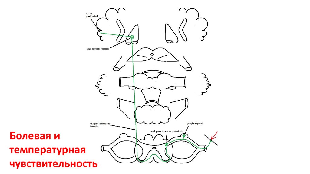 Путь глубокой чувствительности схема