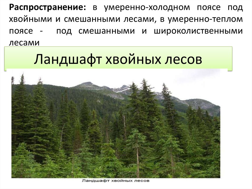 Хвойные леса какая природная зона. Смешанные леса 4 класс. Смешанные леса картинки. Распространение умеренного пояса. Карта хвойных лесов Краснодарского края.