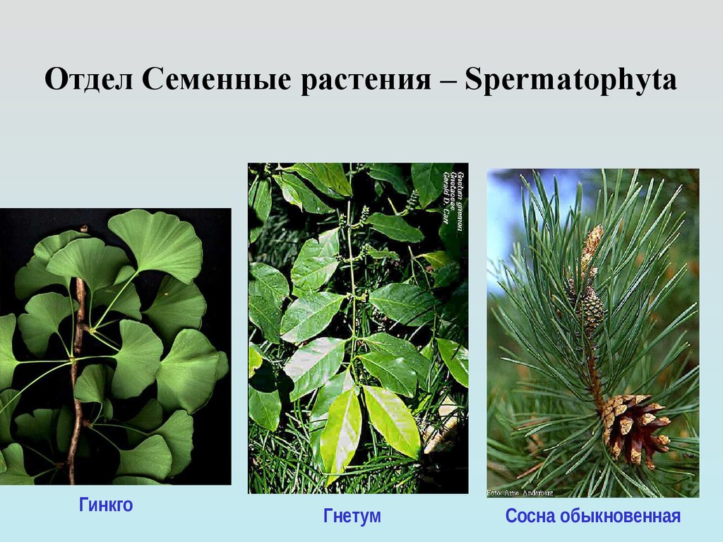 Семенные растения примеры организмов. Семенные растения. Представители семенных растений. Высшие семенные растения. Семенные растения примеры.