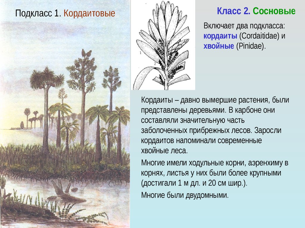 Древние голосеменные растения. Кордаиты вымершие растения. Хвойные кордаитовые. Кордаитовые Голосеменные растения. Подкласс кордаитовые.