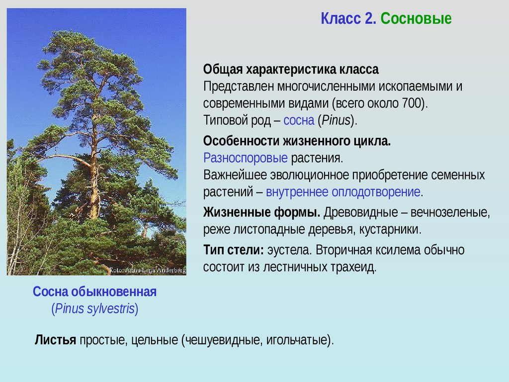 У старой сосны основная мысль. Общая характеристика сосны. Сосновые характеристика. Сосна обыкновенная род. Сосна обыкновенная характеристика.