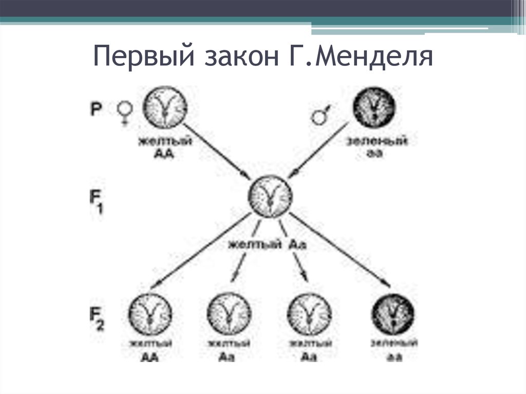 Первый закон менделя. Первый закон Менделя схема. 1 Закон Менделя схема. 1 Закон г Менделя схема. Графическое изображение первого закона Менделя.