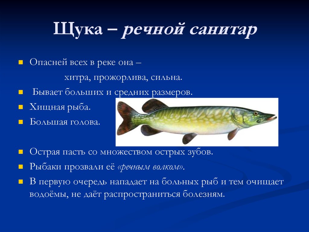 Особенности рыб 3 класс