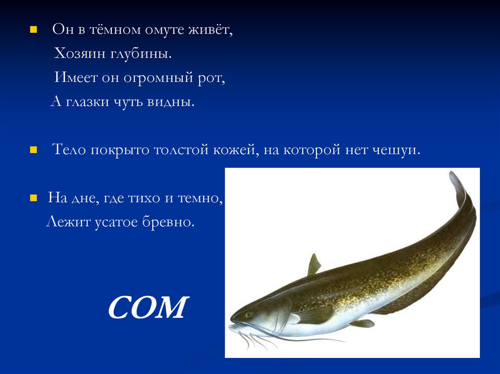 Сообщение про класс рыб. Доклад про рыб. Описание рыбы сом. Сообщение о рыбе 1 класс. Сом презентация.