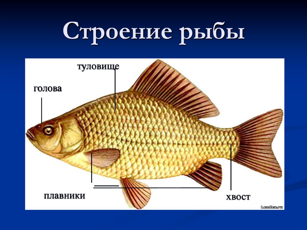 Строение рыбы. Внешнее строение рыбы. Строение рыбы для детей. Строение рыбы схема.