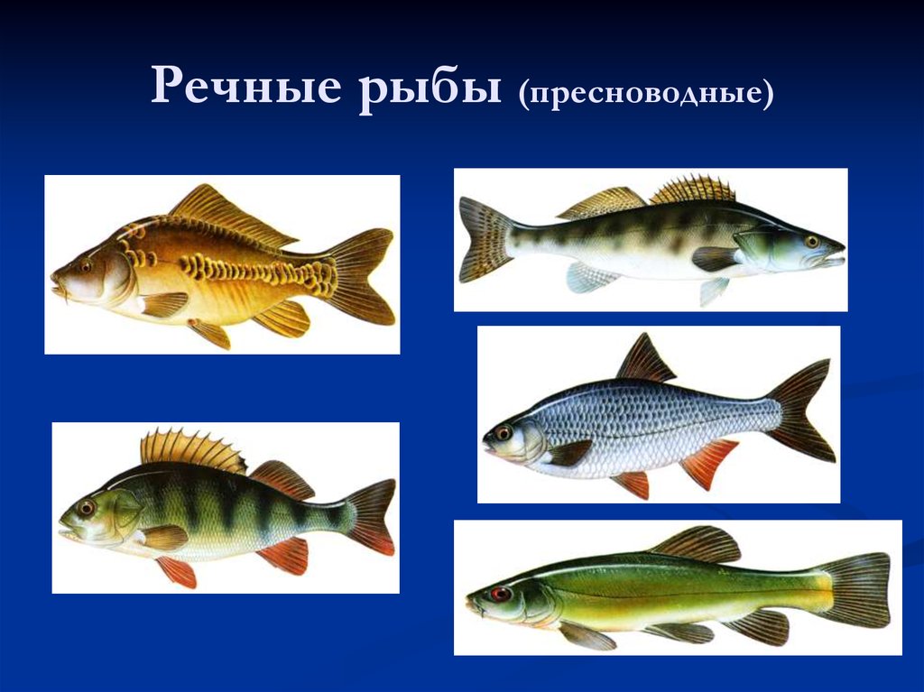 Речные Рыбы Фото С Названиями Для Детей