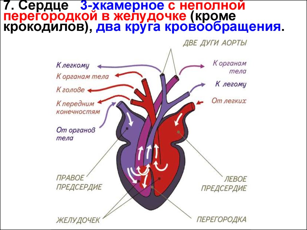 Схема кровообращения пресмыкающихся