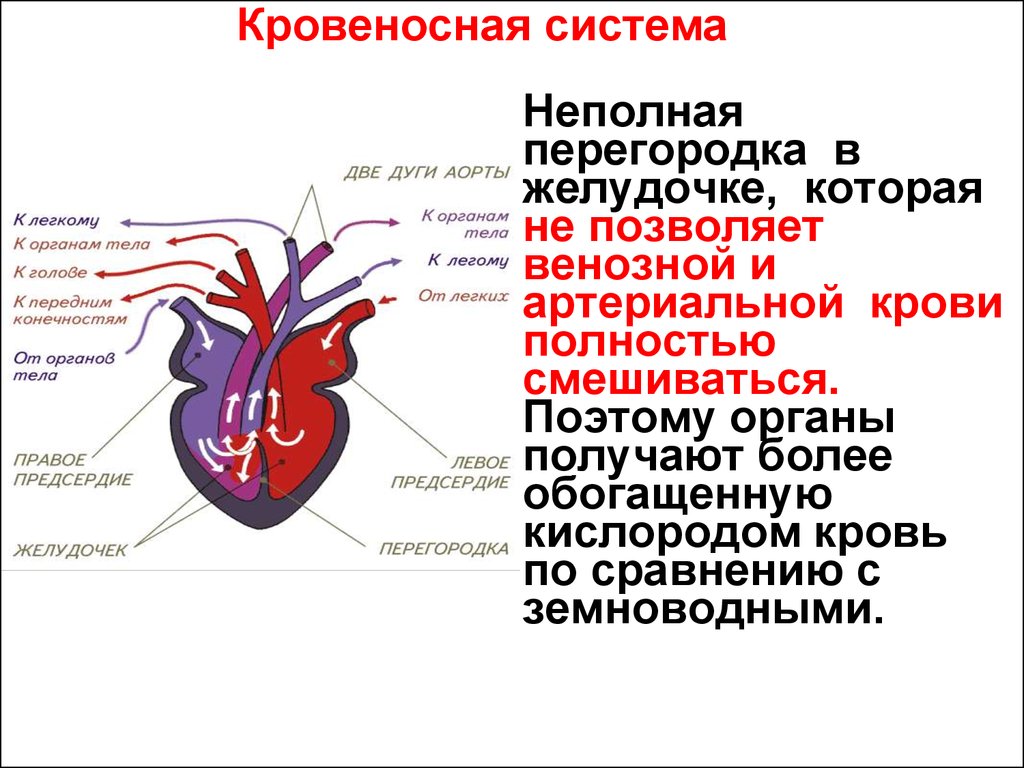 У пресмыкающихся трехкамерное сердце без перегородки. Желудочек сердца разделён неполной перегородкой.. Перегородка в желудочке. У земноводных трехкамерное сердце с неполной перегородкой. Сердце земноводных перегородка.