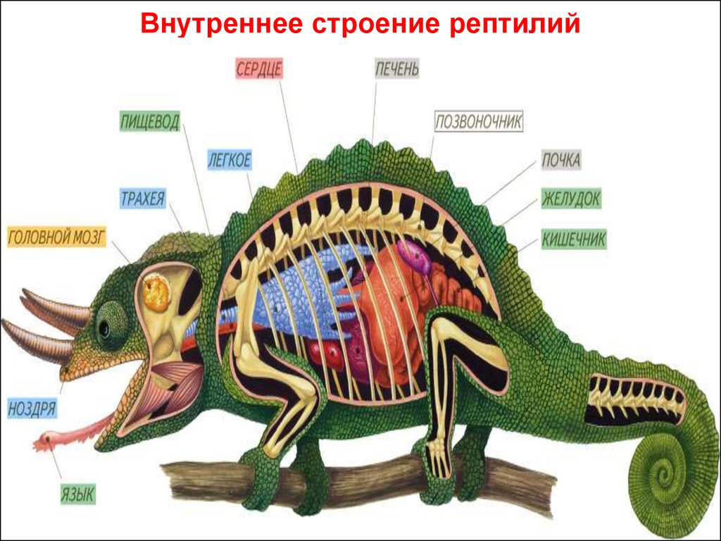 Строение пресмыкающихся или рептилий. Внутреннее строение крокодила. Строение хамелеона. Внутреннее строение рептилий. Внутреннее строение хамелеона.