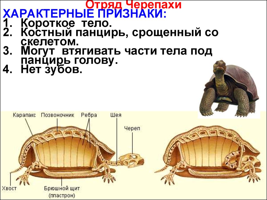 Какой тип развития характерен для черепахи