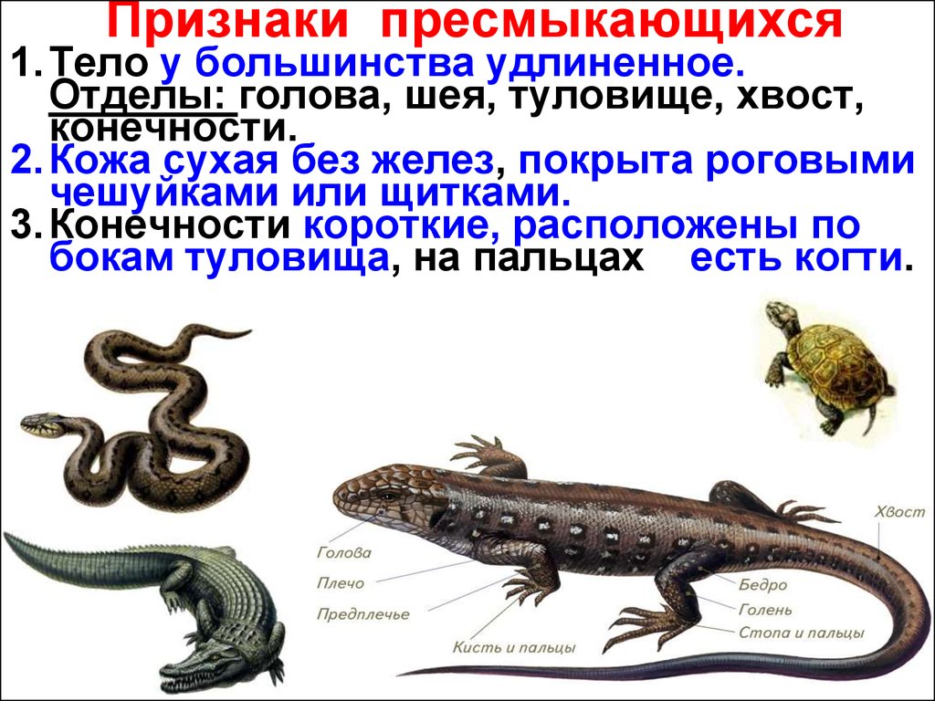 Общими признаками рептилий являются. Общие признаки пресмыкающихся и рептилий. Признаки класса пресмыкающиеся. Земноводные рептилии и пресмыкающиеся. Земноводный класс пресмыкающиеся.